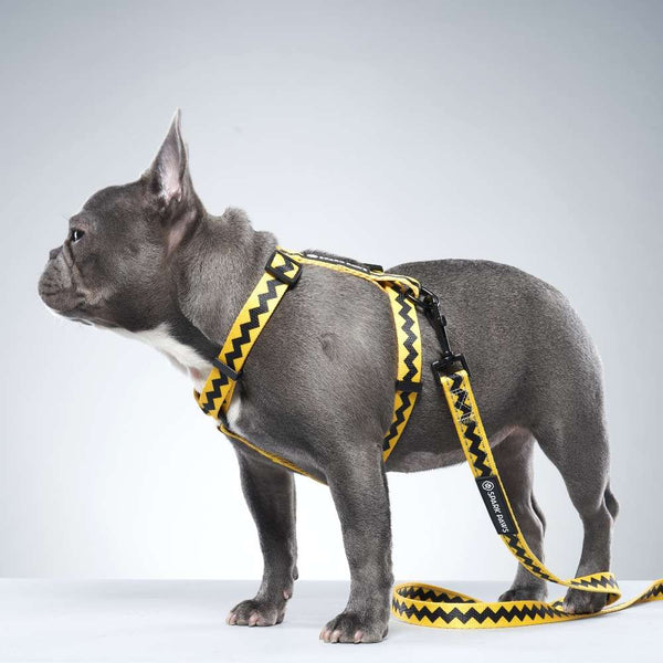 dog strap harness