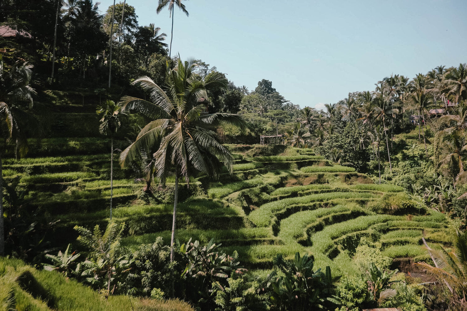 View of Tegalalang Rice Fields in Ubud, Bali