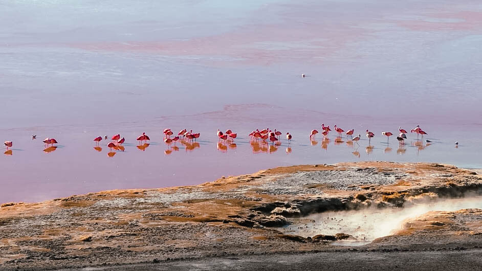 flamingoes on a lake in Bolivia