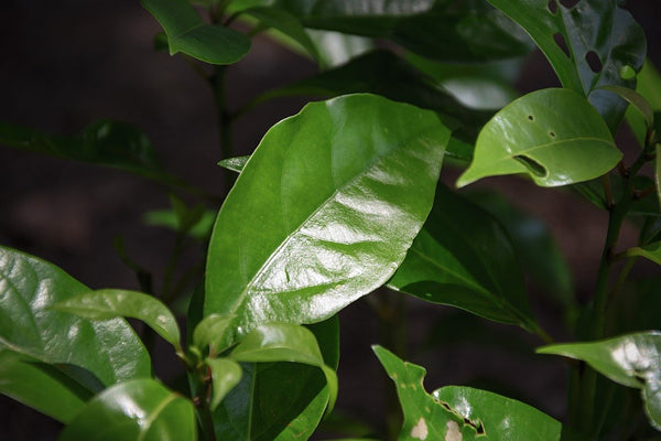 Camphor insect repellent 