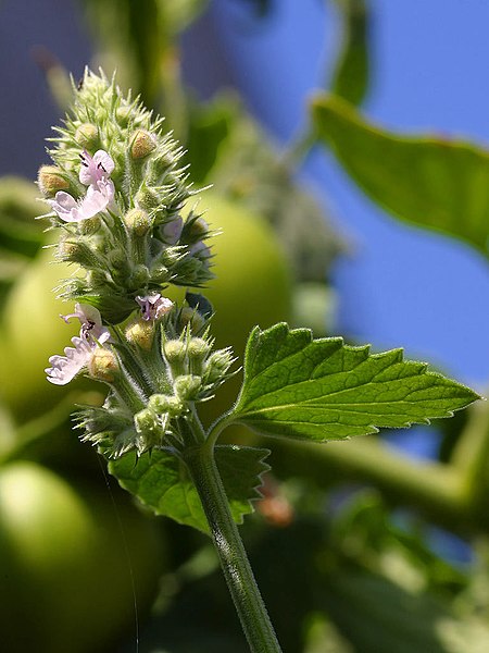 Catnip Insect repellent 