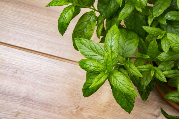 basil insect repellent 