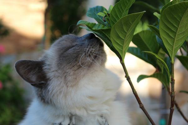 sealpoint cat smelling leaves on a branch