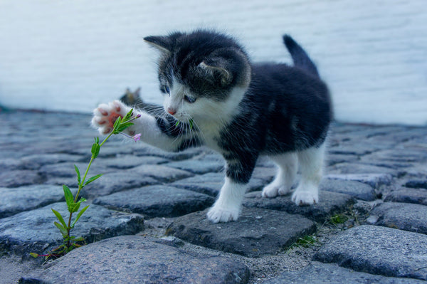 little black and white kitten with paw reaching toward weed growing between brick pavement