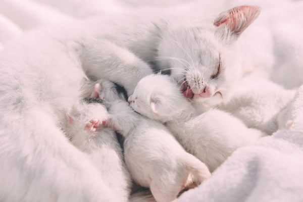 litter of white kittens sleeping together with their mom as she licks and grooms one of the kittens