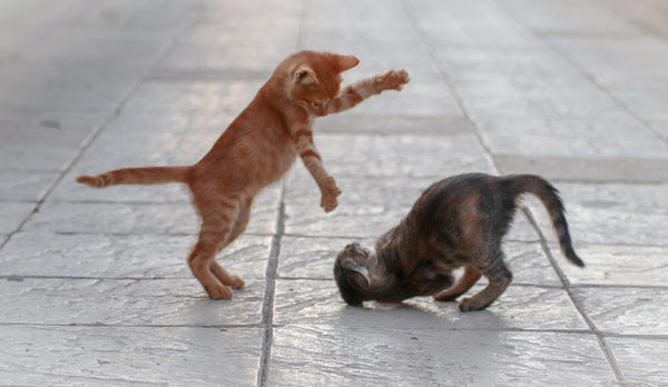 two kittens playing with the ginger tabby kitten jumping on the gray tigger stripped kitten