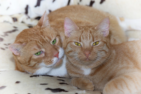 two orange tabby cats curled up together on a blanket