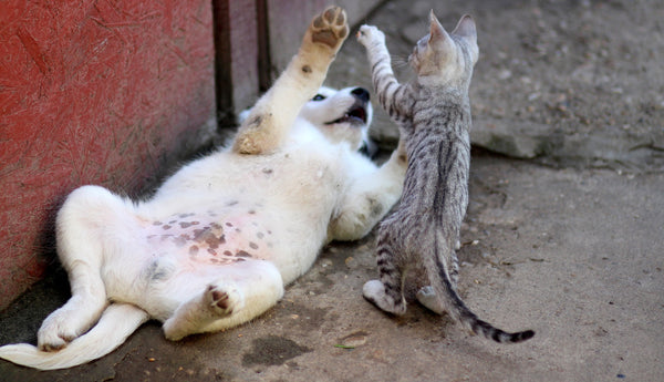 puppy on his back playing with a grey tabby kitten