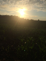 sunrise over cornfield