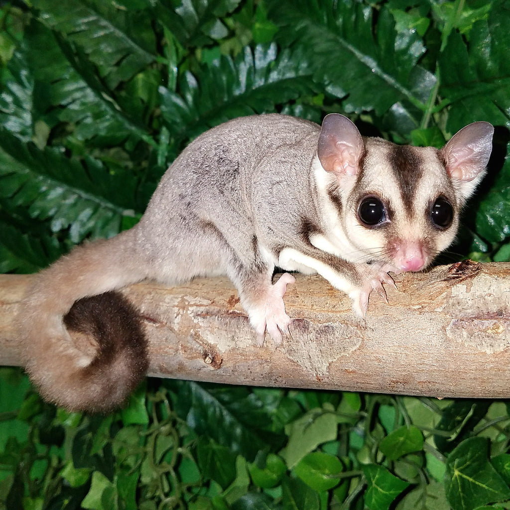 sugar glider adoption