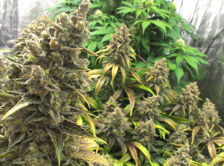 Deal muscle spasms with extraordinary marijuana Bruce Banner seed