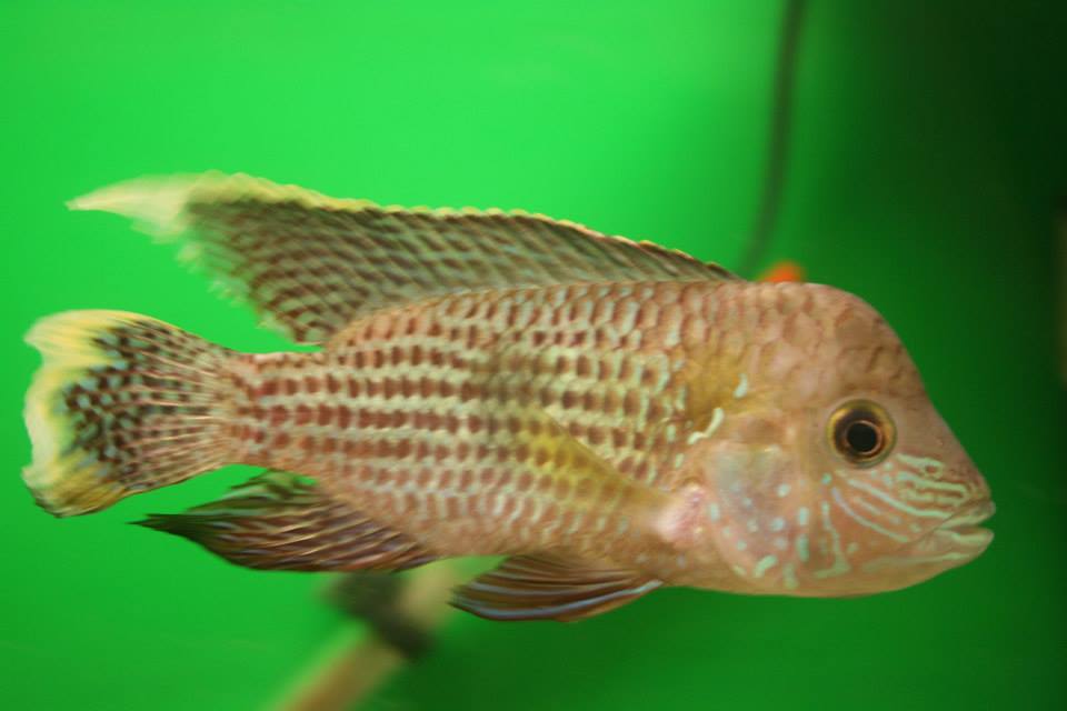 Green Terror Cichlid