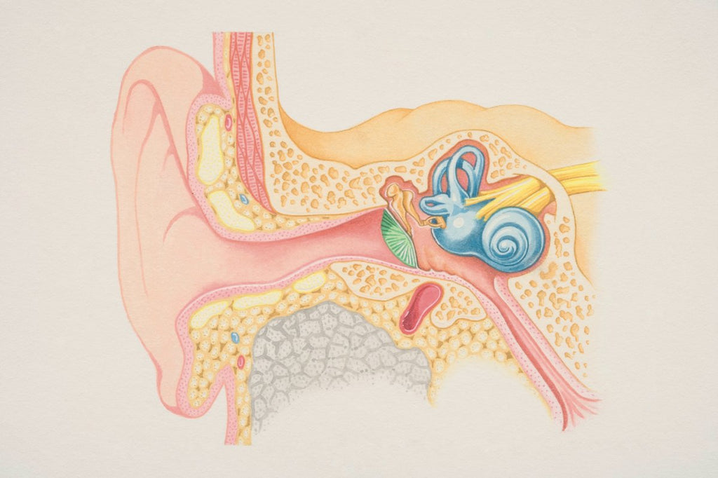 inner ear 