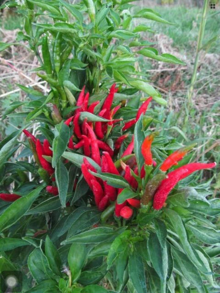 red pepper plant