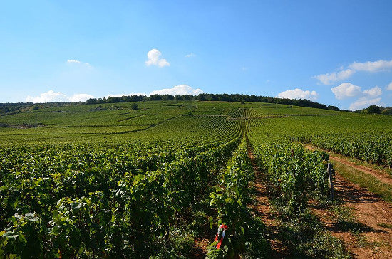 Jayer Richebourg vineyard 
