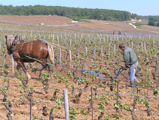 Romanee Conti wine 