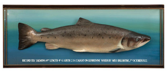 Salmon British record