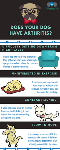 CBD for Dog Arthritis