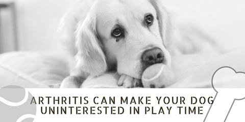 Arthritis makes your pet uninterested in play