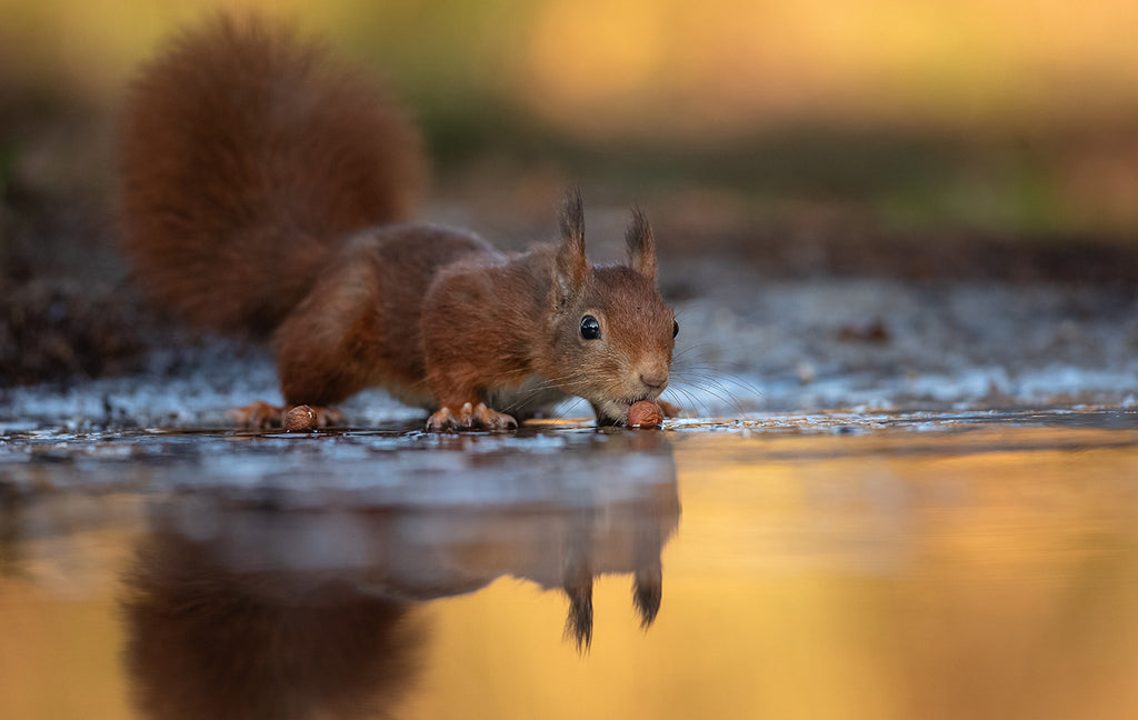 Squirrel drinking by Andreas Hutten