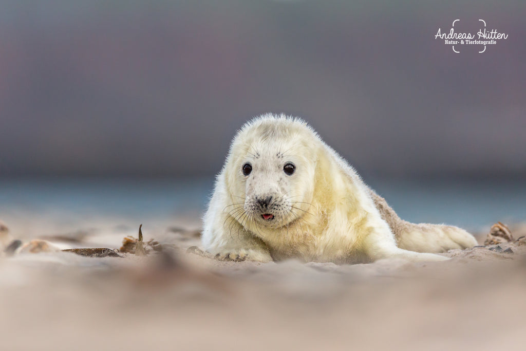 Grey seal cub on Helgoland