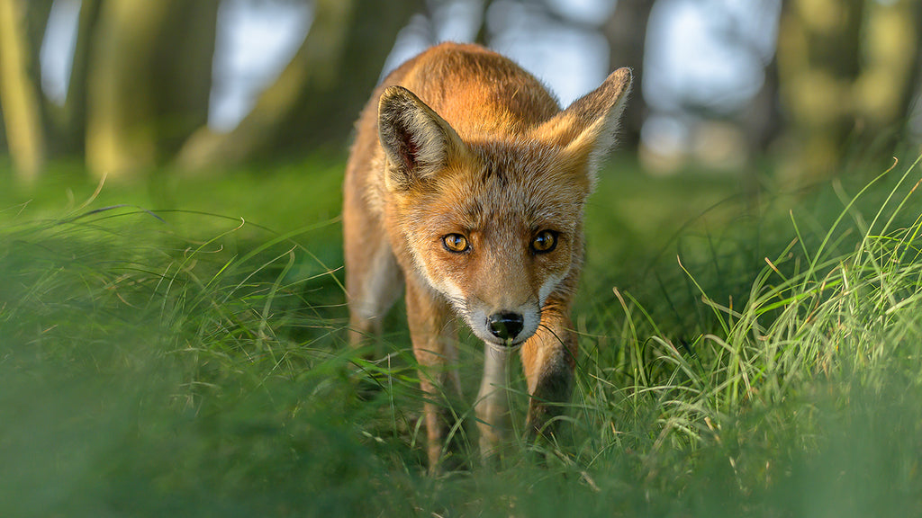 Fox on the hunt in Germany by Andreas Hutten