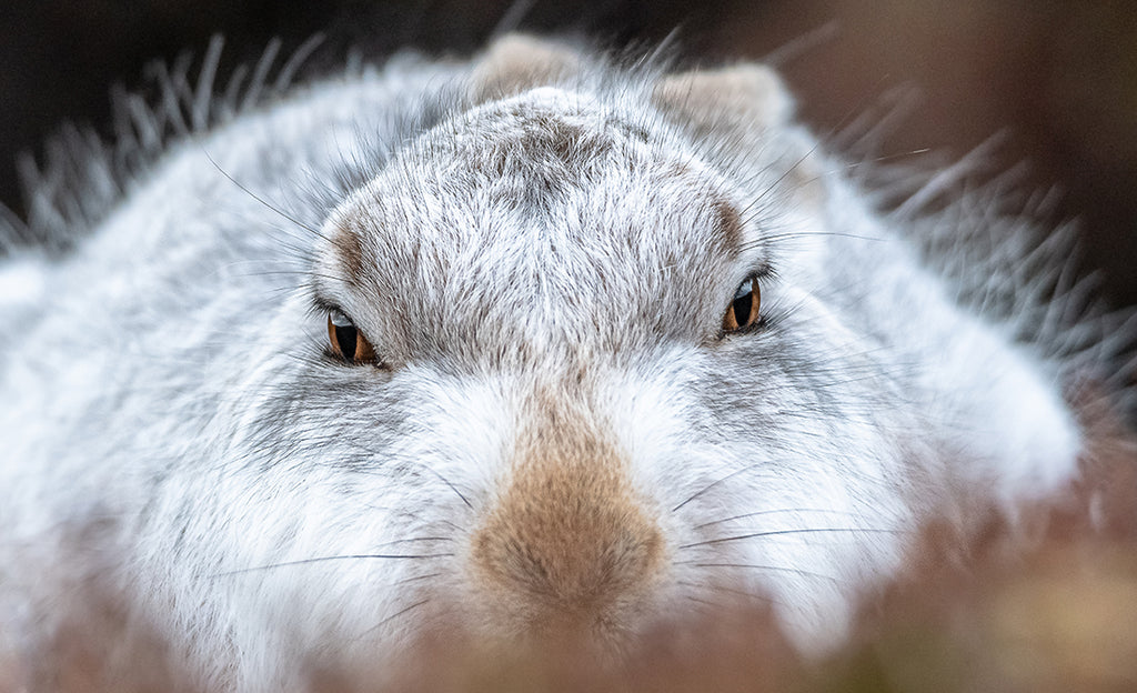 Hare looking straight into the lens by Andreas Hutten.