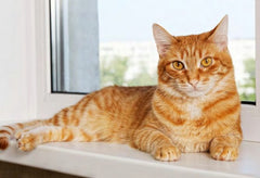 Pet Age features Petabis Organics CBD for Cats CBD oil cats cbd Supplements for cat cat topical