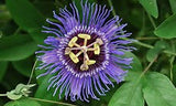 Petabis Organics Passion Flower may help reduce stress and anxiety in dogs and cats
