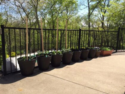 Patio Garden