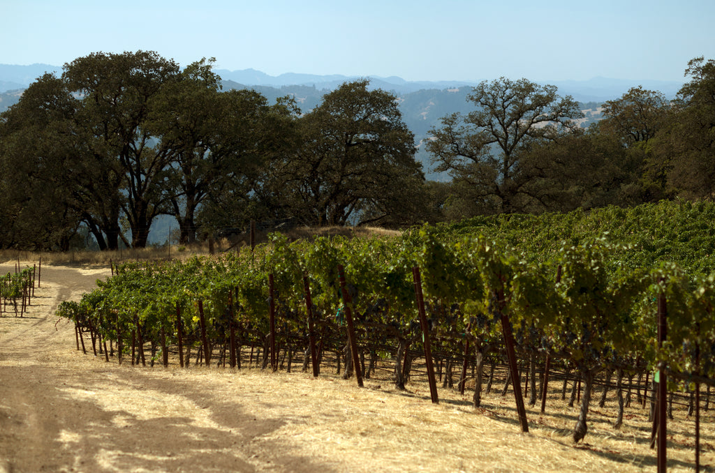 Nacimento Vineyard Cabernet Sauvignon