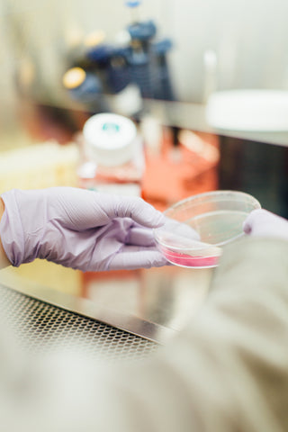 biologist's purple latex glove holding up a petri dish