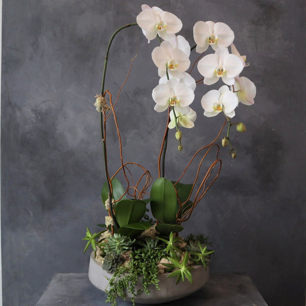 Succulent and orchid dish garden.  Luxury flower delivery | Luxury Plant delivery | orchid delivery