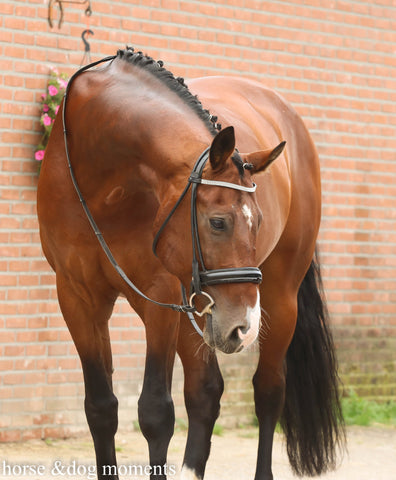 Horse - Silverfeet Hoof Balm