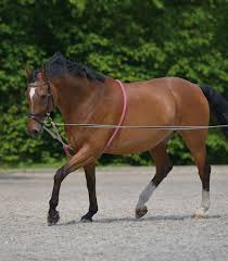 Horse_world_german_string_lunging_aid