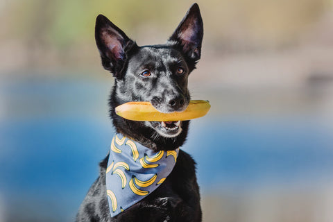 Can Dogs Eat Bananas