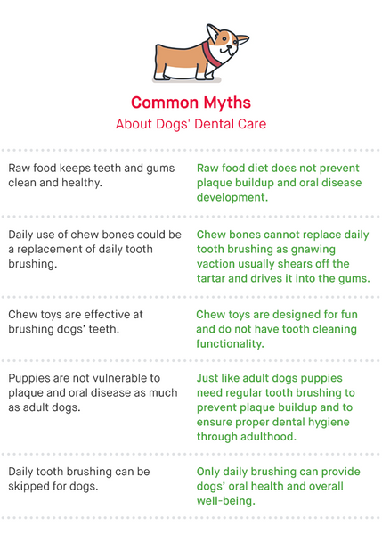 Common Myths About Dog Dental Care - Infographics
