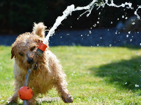 Dog Summer Water