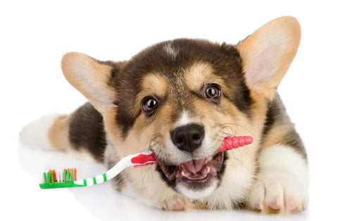 brushing dogs teeth