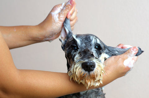 Dog at home grooming