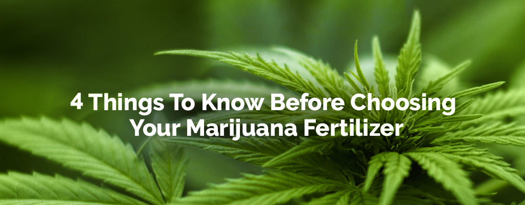 How Does Perlite Benefit Cannabis Plants? - RQS Blog