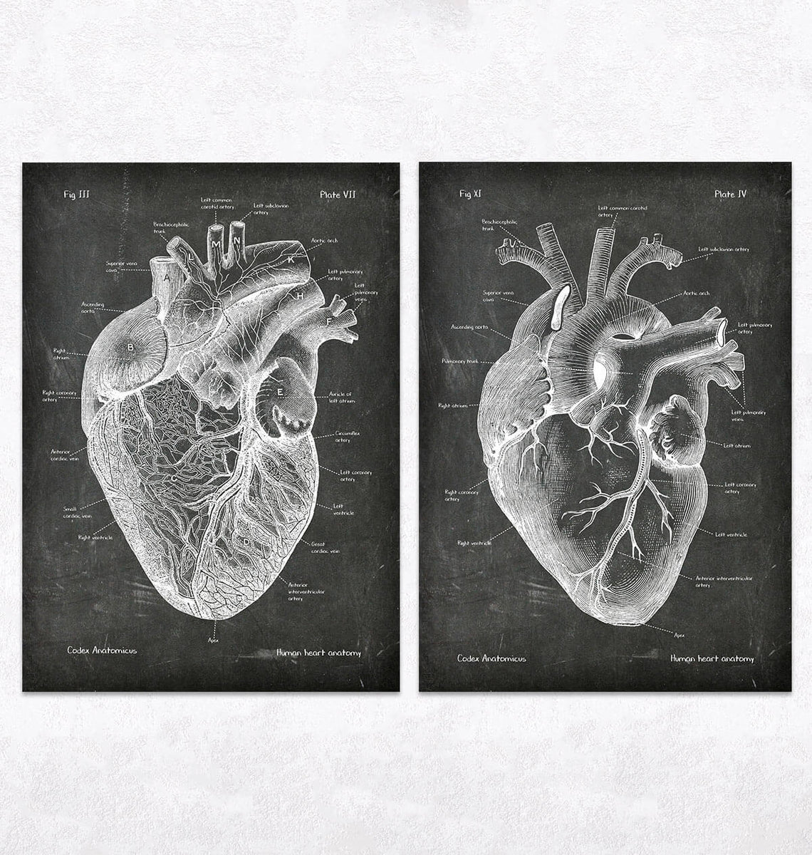 herz-anatomie-5er-set-chalkboard-und-vintage-anatomie-poster-codex