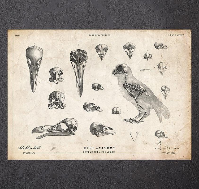 Bird anatomy - Skulls and a skeleton - Codex Anatomicus