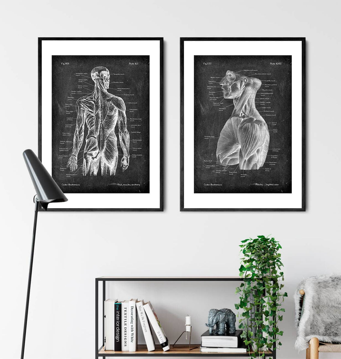 Torso Muscles Anatomy Chalkboard Style Codex Anatomicus