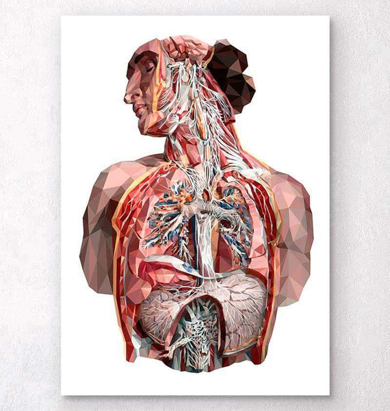 Anatomical Drawings Of The Human Body : How to Draw Anatomy, Step by