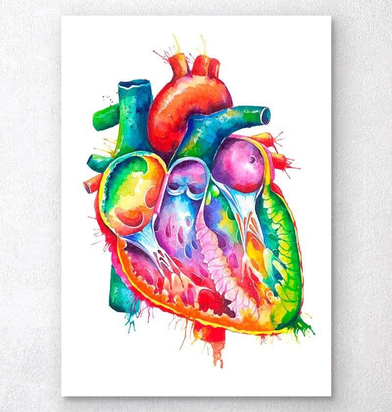 Anatomical Heart Art Codex Anatomicus 9076