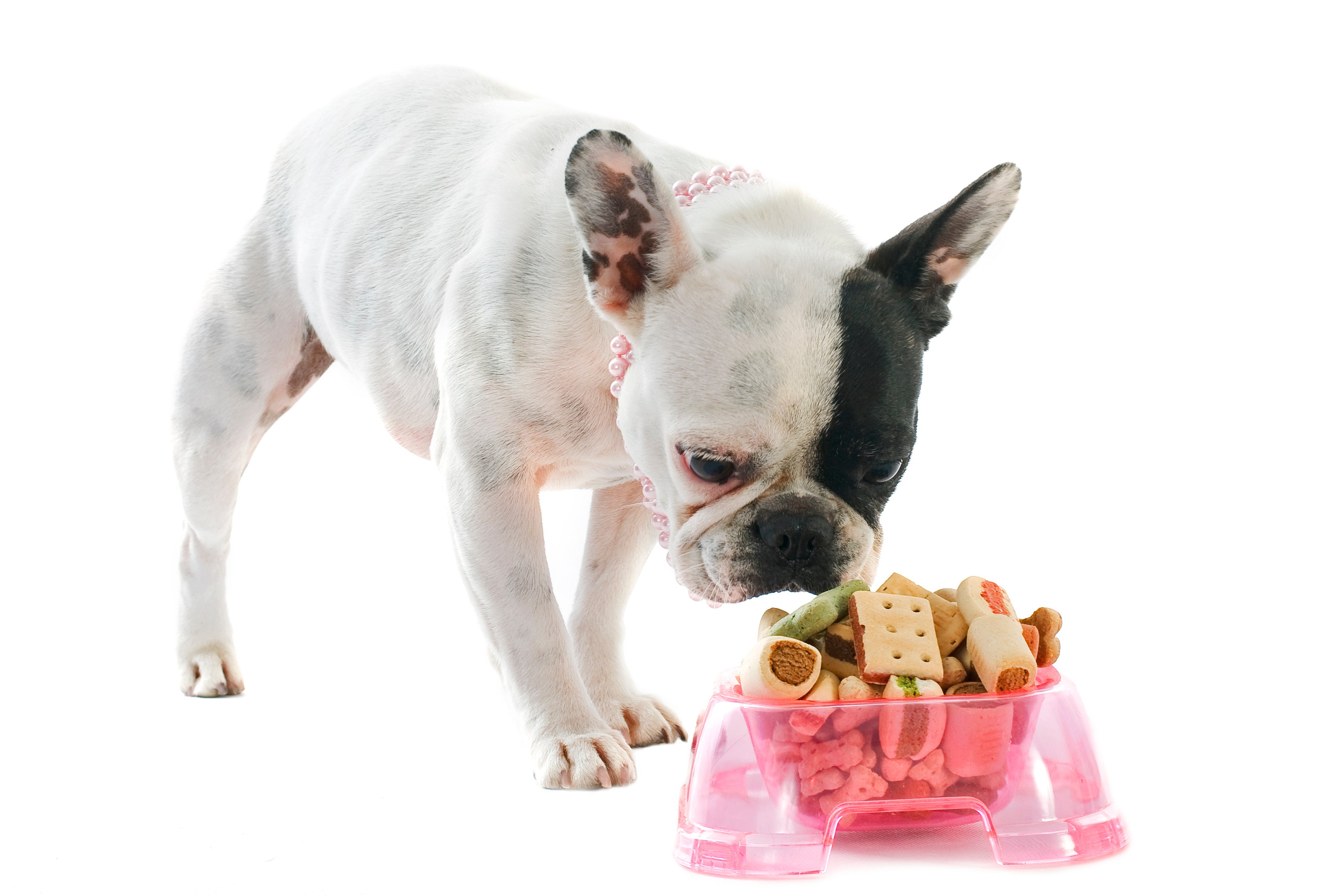 vegetables french bulldogs can eat