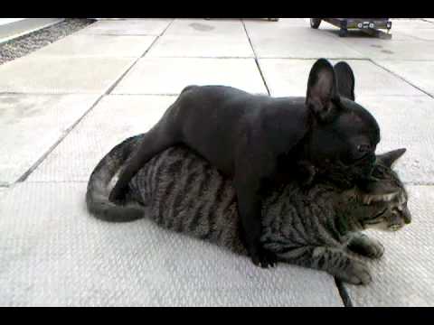 are french bulldogs compatible with cats