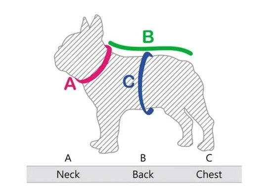 how big is a french bulldogs neck