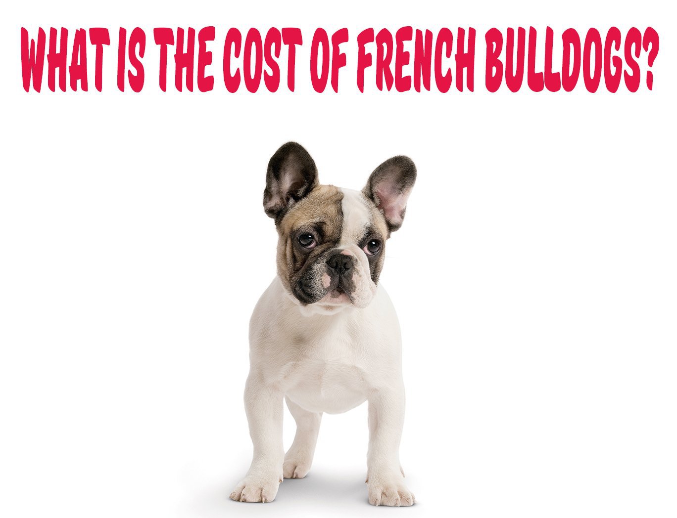 are pugs or french bulldogs healthier